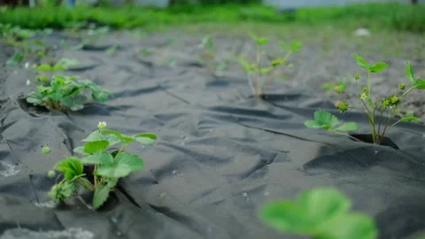 Strawberry plant grows Stock Footage 149759313