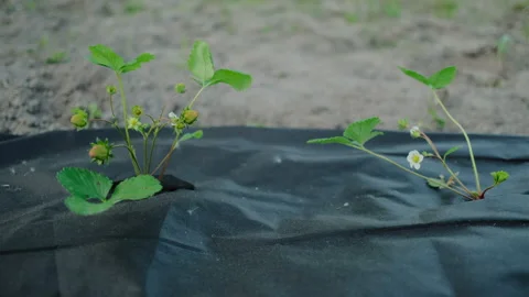 Strawberry plant grows Stock Footage 149759348
