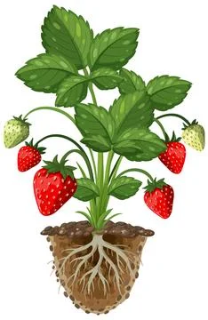 Strawberry Plant Growth Cycle Vector Illustration with Roots and Soil Stock Illustration