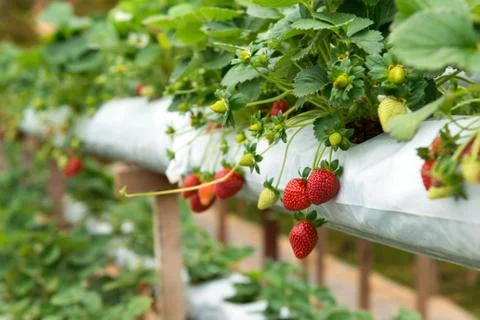 Strawberry plant Stock Photos