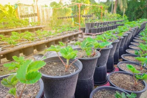 Strawberry plant Stock Photos