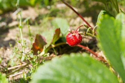 Strawberry on plant Stock Photos