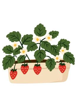 Strawberry Plant in Rectangular Planter Hand Drawn Vector Illustration Stock Illustration