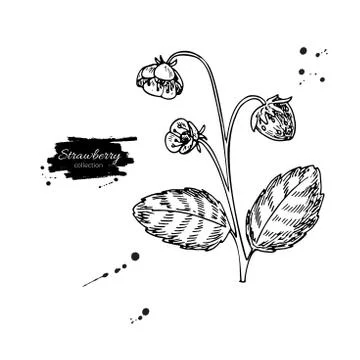 Strawberry plant vector drawing. Isolated hand drawn berry bush Stock Illustration