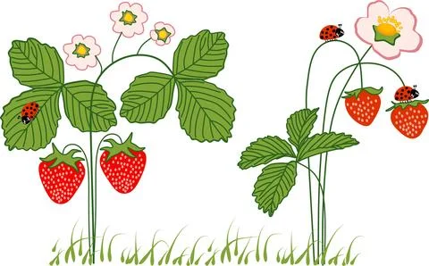 Strawberry plant vector set with berries flowers and ladybugs Illustrazione stock