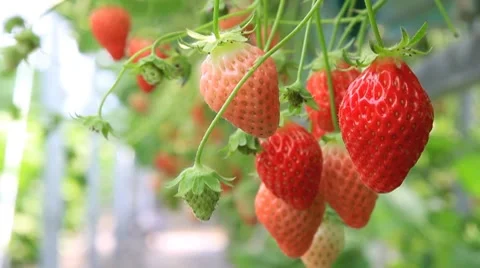 Strawberry in the plantation. Stock Footage 7740817