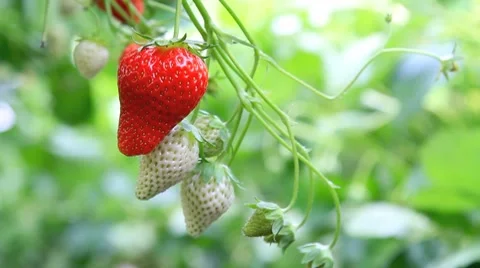 Strawberry in the plantation. Stock Footage 7740821