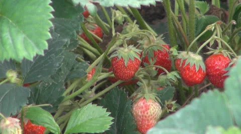 Strawberry plantation Vídeos de archivo 24691562