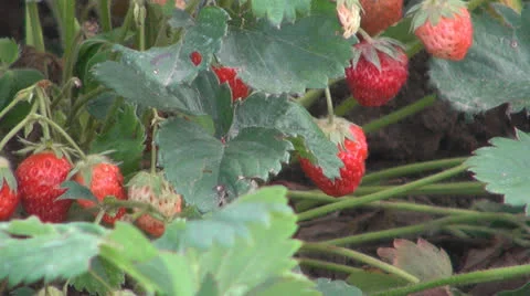 Strawberry plantation 스톡 동영상 24691701
