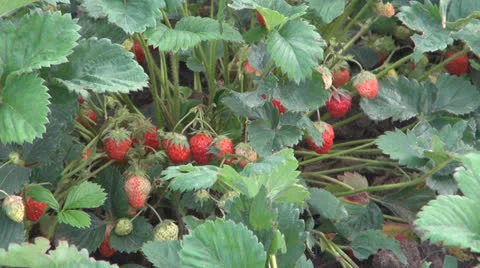 Strawberry plantation 스톡 동영상 24691734