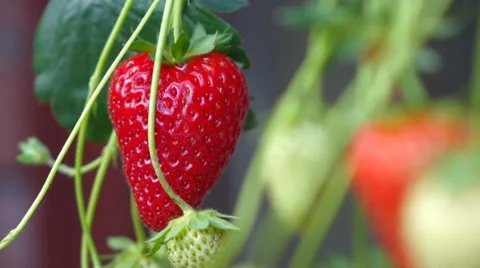 Strawberry in the plantation Vidéo 39480837