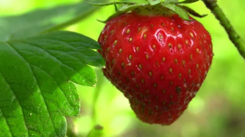 Strawberry in the plantation Video stock 39592914