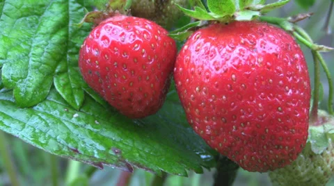 Strawberry in the plantation Stock Footage 39723422
