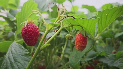 Strawberry Plantations Stock Footage 245196701