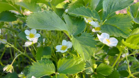 Strawberry plants in bloom in spring 스톡 동영상 240435248
