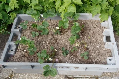 Strawberry plants in a box Stock Photos