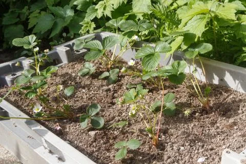 Strawberry plants in a box Stock Photos