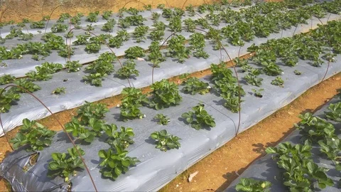 Strawberry Plants on a Farm in the Mountains of Sri Lanka Stock Footage