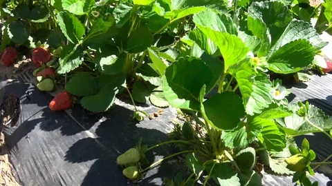 Strawberry plants. Stock Footage 106758031
