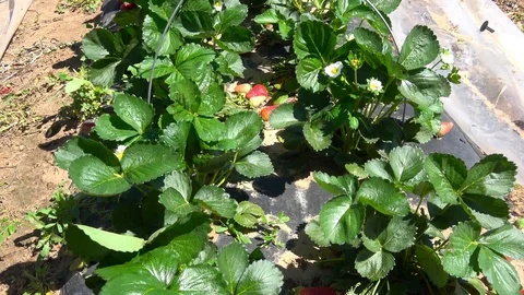 Strawberry plants. Stock Footage 106758168