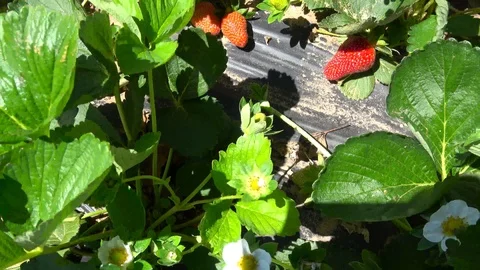 Strawberry plants. Stock Footage 106758548