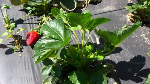 Strawberry plants. Stock Footage 106758562