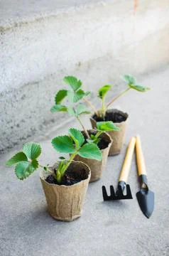 Strawberry Plants With Gardening Tools. Stock Photos