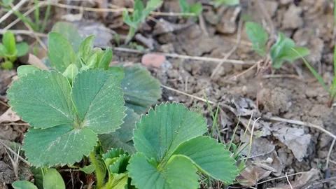 Strawberry plants germinating slowly in the spring months, Stock Footage 153358875