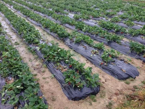 Strawberry plants growing in farm rows Stock Photos