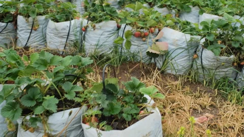 Strawberry plants growing in rows on a farm Stock Footage 333097670