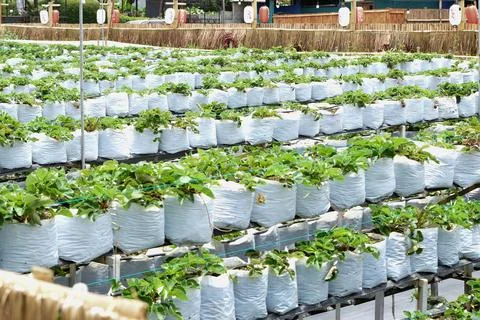Strawberry Plants inside the white poly bag in the farm Stock Photos