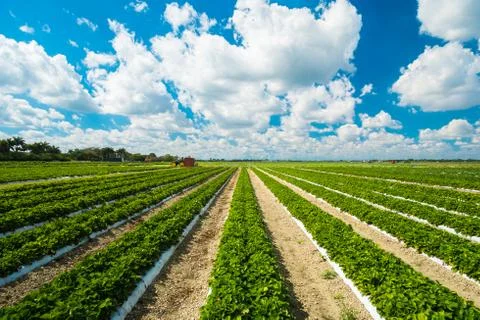 Strawberry plants Stock Photos