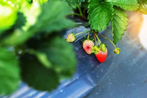 Strawberry on the plants. Stock Photos