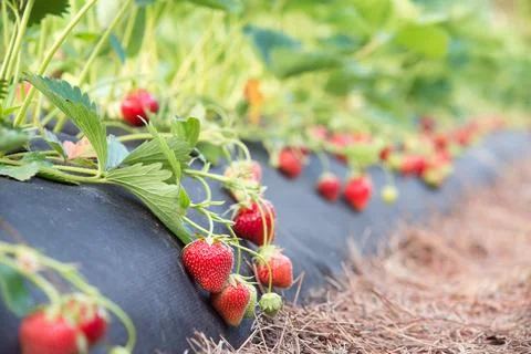 Strawberry plants Stock Photos