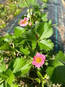 Strawberry plants Stock Photos