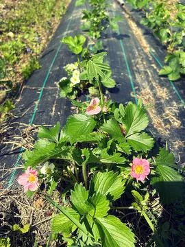 Strawberry plants Foto stock