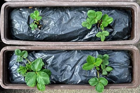Strawberry plants Foto stock