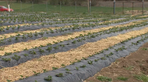 Strawberry plasticulture Stock Footage 38301434