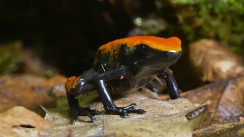Strawberry Poison Dart Frog Dendrobates Pumilio Video stock 80556710