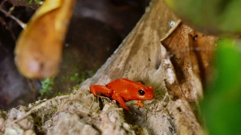 Strawberry Poison Dart Frog Dendrobates Pumilio Stock Footage 80556795