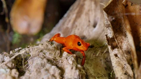 Strawberry Poison Dart Frog Dendrobates Pumilio 스톡 동영상 80556824