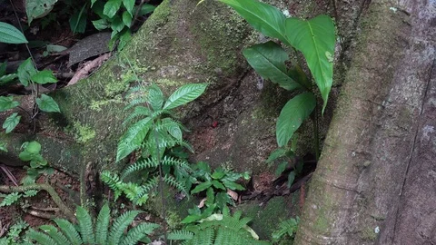 Strawberry Poison-dart Frog sitting on thick tree trunk in lowland rainforest Stock Footage 113875813