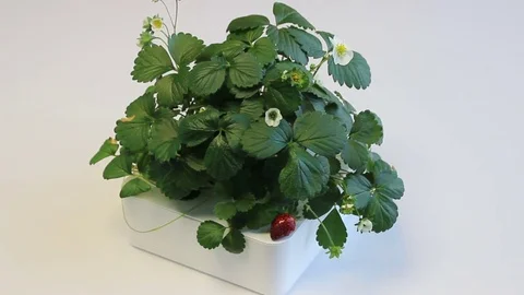 Strawberry in the pot Stock Footage 75941426