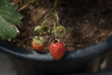 Strawberry in pot Stock Photos