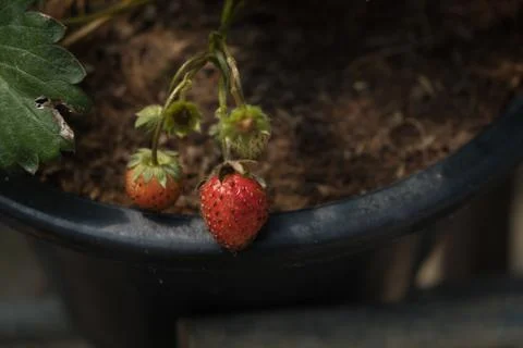 Strawberry in pot Stock Photos