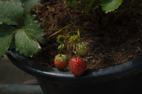 Strawberry in pot Stock Photos
