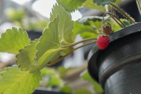 Strawberry in pot Stock Photos