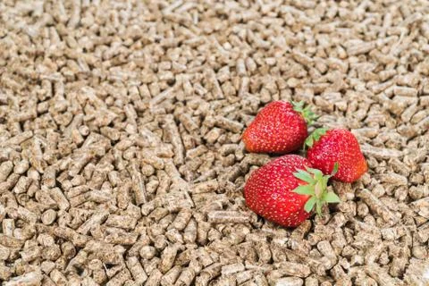 Strawberry on the pressed pallets Stock Photos