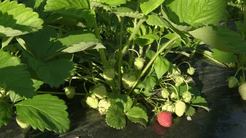 Strawberry produced in foil Video stock 107419851
