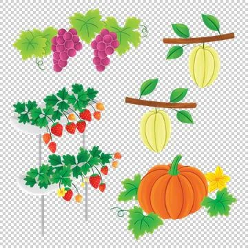 Strawberry Pumpkin Grape Starfruit Stock Illustration